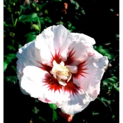 Syrisk Rose 'Helene' Hibiscus Syriacus 'Helene' Potte 4,0 Liter,- 50-60 Cm. -GrønGlæde Salgsbutik mi3015 hibiscus syriacus helene 502d