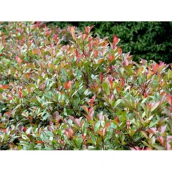 Glansmispel 'Red Robin' Photinia Fraseri 'Red Robin' Potte 2,0 Liter,- 30-40 Cm. -GrønGlæde Salgsbutik mi3043 photinia fraseri red robin 0a7b