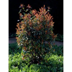 Glansmispel 'Red Robin' Photinia Fraseri 'Red Robin' Potte 2,0 Liter,- 30-40 Cm. -GrønGlæde Salgsbutik mi3043 photinia fraseri red robin 3a11