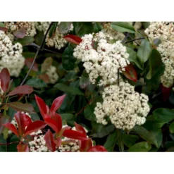 Glansmispel 'Red Robin' Photinia Fraseri 'Red Robin' Potte 2,0 Liter,- 30-40 Cm. -GrønGlæde Salgsbutik mi3043 photinia fraseri red robin 8126