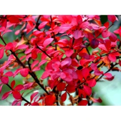 Grøn Berberis Til Hæk Berberis Thunbergii Solitær Busk 125-150 Cm., Med Klump -GrønGlæde Salgsbutik mi312 berberis thunbergii 4072