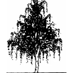 Vortebirk Betula Pendula Heister 175-200 Cm. Med Potte -GrønGlæde Salgsbutik mi331 betula pendula b86b