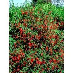 Havefuchia 'Riccartonii' Fuchsia Magellanica 'Riccartonii' 5 Liter Potte -GrønGlæde Salgsbutik mi3378 fuchsia riccartonii d4b9