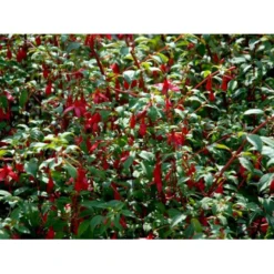 Havefuchia 'Riccartonii' Fuchsia Magellanica 'Riccartonii' 5 Liter Potte -GrønGlæde Salgsbutik mi3378 fuchsia riccartonii dbc0