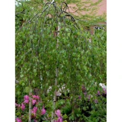 Sørgebirk Betula Pendula 'Youngii' Heister 175-200 Cm. Med Potte -GrønGlæde Salgsbutik mi340 betula pendula youngii 823d
