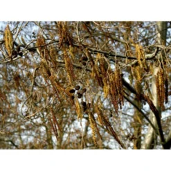 Gråel Alnus Incana Flerstammet,- 150-175 Cm. Med Trådklump -GrønGlæde Salgsbutik mi3456 alnus incana 8806