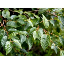 Himalayabirk Betula Utilis Heister 175-200 Cm. Med Potte -GrønGlæde Salgsbutik mi347 betula utilis 6104