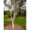 Himalayabirk Betula Utilis Heister 175-200 Cm. Med Potte