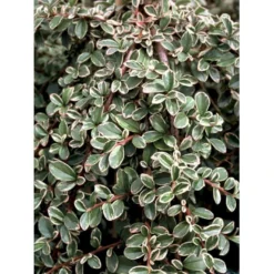 Dværgmispel 'Juliette' Cotoneaster Suecicus 'Juliette' Opstammet 40 Cm. Med Potte -GrønGlæde Salgsbutik mi3701 cotoneaster suecicus juliette 04b1