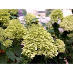 Syrén-Hortensia 'Limelight' Hydrangea Paniculata 'Limelight' Opstammet 90 Cm. 7,5 Liter Potte -GrønGlæde Salgsbutik mi3703 hydrangea paniculata limelight 502b 1