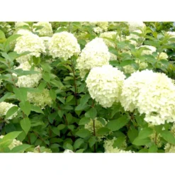 Kompakt Syrén-Hortensia 'Little Lime' Hydrangea Paniculata 'Little Lime' 3,5 Liter Potte -GrønGlæde Salgsbutik mi3703 hydrangea paniculata limelight 9d6c