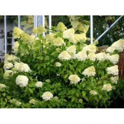 Kompakt Syrén-Hortensia 'Little Lime' Hydrangea Paniculata 'Little Lime' 3,5 Liter Potte -GrønGlæde Salgsbutik mi3703 hydrangea paniculata limelight c7e2