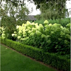Syrén-Hortensia 'Limelight' Hydrangea Paniculata 'Limelight' Opstammet 90 Cm. 7,5 Liter Potte -GrønGlæde Salgsbutik mi3703 hydrangea paniculata limelight d8b9