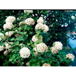Duft-snebolle Viburnum Carlcephalum Med Klump,- 100-120 Cm. -GrønGlæde Salgsbutik mi3729 viburnum carlcephalum 5afa