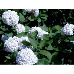 Duft-snebolle Viburnum Carlcephalum Med Klump,- 100-120 Cm.
