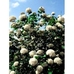 Duft-snebolle Viburnum Carlcephalum Med Klump,- 100-120 Cm. -GrønGlæde Salgsbutik mi3729 viburnum carlcephalum b9b0