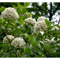 Duft-snebolle Viburnum Carlcephalum Med Klump,- 100-120 Cm. -GrønGlæde Salgsbutik mi3729 viburnum carlcephalum db59