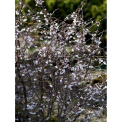 Fuji-kirsebær 'Kojou-no-mai' Prunus Incisa 'Kojou-no-mai' Opstammet 90 Cm. 7,5 Liter Potte -GrønGlæde Salgsbutik mi3753 prunus incisa kojou no mai adfa