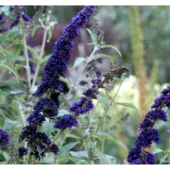 Sommerfuglebusk 'Black Knight' Buddleja Davidii 'Black Knight' Potte 6,5 Liter 50-60 Cm. 15 Sommerfuglebusk 'Black Knight' Buddleja Davidii 'Black Knight' Potte 6,5 Liter 50-60 Cm. -GrønGlæde Salgsbutik mi379 buddleia davidii black knight 1078