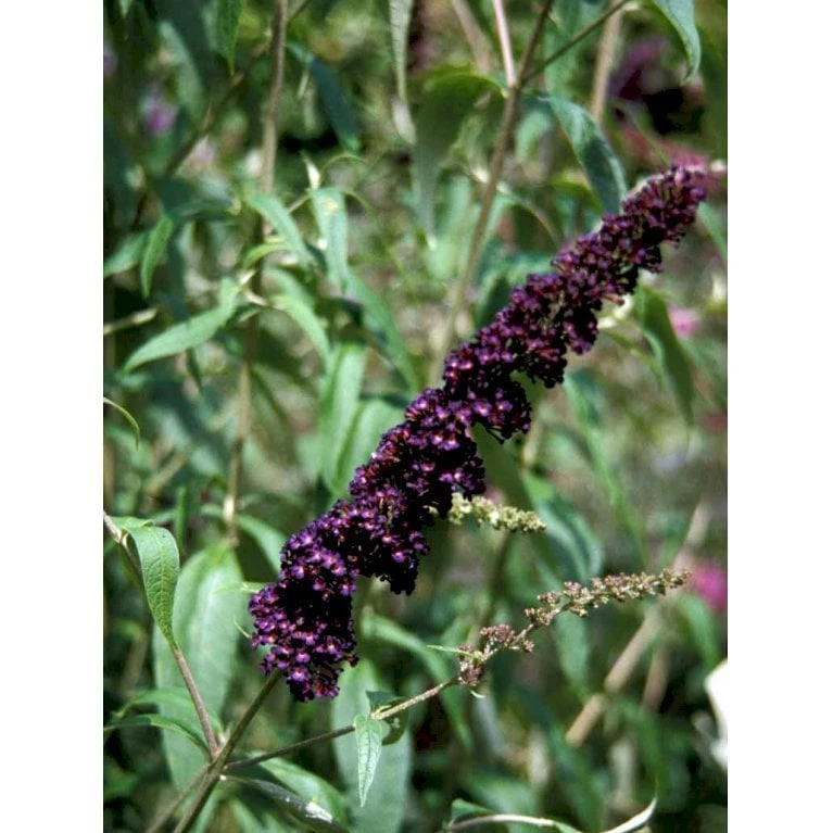 Sommerfuglebusk 'Black Knight' Buddleja Davidii 'Black Knight' Potte 6,5 Liter 50-60 Cm. 6 Sommerfuglebusk 'Black Knight' Buddleja Davidii 'Black Knight' Potte 6,5 Liter 50-60 Cm. - Billede 6