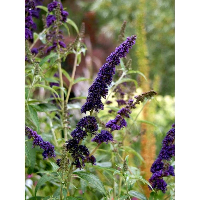 Sommerfuglebusk 'Black Knight' Buddleja Davidii 'Black Knight' Potte 6,5 Liter 50-60 Cm. 5 Sommerfuglebusk 'Black Knight' Buddleja Davidii 'Black Knight' Potte 6,5 Liter 50-60 Cm. - Billede 5