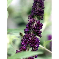 Sommerfuglebusk 'Black Knight' Buddleja Davidii 'Black Knight' Potte 6,5 Liter 50-60 Cm. 11 Sommerfuglebusk 'Black Knight' Buddleja Davidii 'Black Knight' Potte 6,5 Liter 50-60 Cm. -GrønGlæde Salgsbutik mi379 buddleia davidii black knight 5775