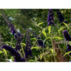 Sommerfuglebusk 'Black Knight' Buddleja Davidii 'Black Knight' Potte 6,5 Liter 50-60 Cm. 14 Sommerfuglebusk 'Black Knight' Buddleja Davidii 'Black Knight' Potte 6,5 Liter 50-60 Cm. -GrønGlæde Salgsbutik mi379 buddleia davidii black knight ee09