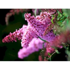 Sommerfuglebusk 'Pink Delight' Buddleja Davidii 'Pink Delight' Potte 6,5 Liter 50-60 Cm. -GrønGlæde Salgsbutik mi383 buddleia davidii pink delight 0432