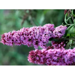 Sommerfuglebusk 'Pink Delight' Buddleja Davidii 'Pink Delight' Potte 6,5 Liter 50-60 Cm. -GrønGlæde Salgsbutik mi383 buddleia davidii pink delight 2b78