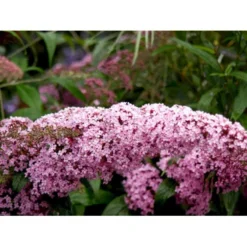 Sommerfuglebusk 'Pink Delight' Buddleja Davidii 'Pink Delight' Potte 6,5 Liter 50-60 Cm. -GrønGlæde Salgsbutik mi383 buddleia davidii pink delight 3e61