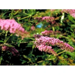 Sommerfuglebusk 'Pink Delight' Buddleja Davidii 'Pink Delight' Potte 6,5 Liter 50-60 Cm. -GrønGlæde Salgsbutik mi383 buddleia davidii pink delight 9bd7