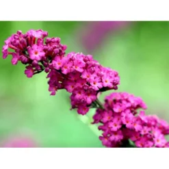 Sommerfuglebusk 'Royal Red' Buddleja Davidii 'Royal Red' Potte 2 Liter. -GrønGlæde Salgsbutik mi384 buddleia davidii royal red 7ccb