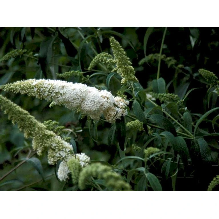 Sommerfuglebusk 'White Profusion' Buddleja Davidii 'White Profusion' Potte 6,5 Liter 50-60 Cm. 4 Sommerfuglebusk 'White Profusion' Buddleja Davidii 'White Profusion' Potte 6,5 Liter 50-60 Cm. - Billede 4