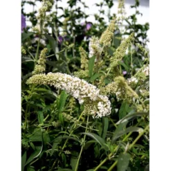 Sommerfuglebusk 'White Profusion' Buddleja Davidii 'White Profusion' Potte 6,5 Liter 50-60 Cm. 6 Sommerfuglebusk 'White Profusion' Buddleja Davidii 'White Profusion' Potte 6,5 Liter 50-60 Cm. -GrønGlæde Salgsbutik mi385 buddleia davidii white profusion 71f4