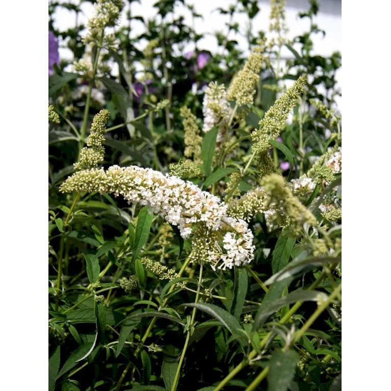 Sommerfuglebusk 'White Profusion' Buddleja Davidii 'White Profusion' Potte 6,5 Liter 50-60 Cm. 3 Sommerfuglebusk 'White Profusion' Buddleja Davidii 'White Profusion' Potte 6,5 Liter 50-60 Cm. - Billede 3