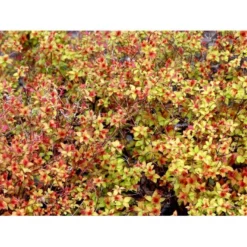 Spiræa 'Magic Carpet' Spiraea Japonica 'Magic Carpet' 3,5 Liter Potte -GrønGlæde Salgsbutik mi3916 spiraea japonica firelight bc7f