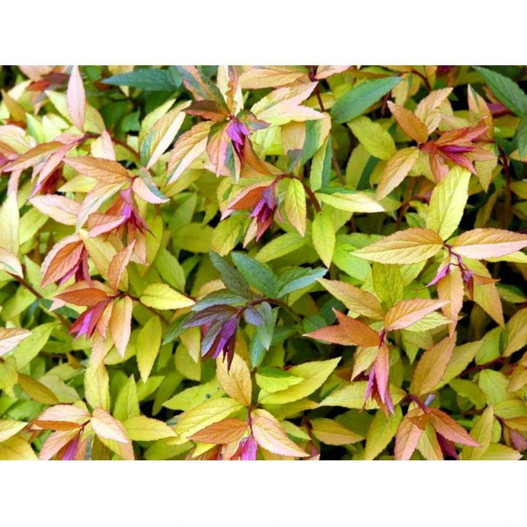 Spiræa 'Goldflame' Spiraea Japonica 'Goldflame' Potte 2,0 Liter,- 25-30 Cm. 3 Spiræa 'Goldflame' Spiraea Japonica 'Goldflame' Potte 2,0 Liter,- 25-30 Cm. - Billede 3