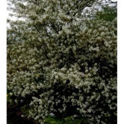 Bærmispel Til Hæk Amelanchier Lamarckii Med Klump,- 125-150 Cm. -GrønGlæde Salgsbutik mi3984 amelanchier lamarckii 09d1