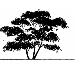 Bærmispel Til Hæk Amelanchier Lamarckii Med Klump,- 125-150 Cm. -GrønGlæde Salgsbutik mi3984 amelanchier lamarckii c959