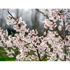 Yoshino-kirsebær Prunus Yedoensis Solitær Busk 150-200 Cm. - Med Klump -GrønGlæde Salgsbutik mi4012 prunus yedoensis 3755