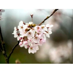 Yoshino-kirsebær Prunus Yedoensis Solitær Busk 150-200 Cm. - Med Klump -GrønGlæde Salgsbutik mi4012 prunus yedoensis d1f4