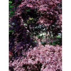 Japansk Ahorn 'Trompenburg' Acer Palmatum 'Trompenburg' Potte 10 Liter,- 60-80 Cm. -GrønGlæde Salgsbutik mi4038 acer palmatum trompenburg c067