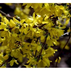 Forsytia 'Spectabilis' Forsythia Intermedia 'Spectabilis' Potte 6,5 Liter 60-80 Cm. -GrønGlæde Salgsbutik mi4122 forsythia intermedia spectabilis 0ad0