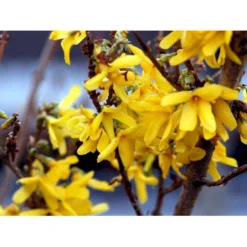 Forsytia 'Spectabilis' Forsythia Intermedia 'Spectabilis' Potte 6,5 Liter 60-80 Cm. -GrønGlæde Salgsbutik mi4122 forsythia intermedia spectabilis 2f11