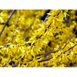 Forsytia 'Spectabilis' Forsythia Intermedia 'Spectabilis' Potte 6,5 Liter 60-80 Cm. -GrønGlæde Salgsbutik mi4122 forsythia intermedia spectabilis 4131