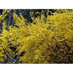 Forsytia 'Spectabilis' Forsythia Intermedia 'Spectabilis' Potte 6,5 Liter 60-80 Cm. -GrønGlæde Salgsbutik mi4122 forsythia intermedia spectabilis 5ff5