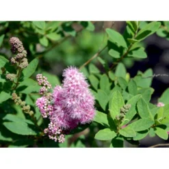 Spiræa 'Triumphans' Spiraea Billardii 'Triumphans' Potte 7,5 Liter 80-100 Cm. -GrønGlæde Salgsbutik mi4126 spiraea billardii triumphans 370c