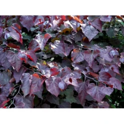 Judastræ 'Forest Pansy' Cercis Canadensis 'Forest Pansy' Potte 10 Liter 150-175 Cm. -GrønGlæde Salgsbutik mi4131 cercis canadensis forest pansy 00d3