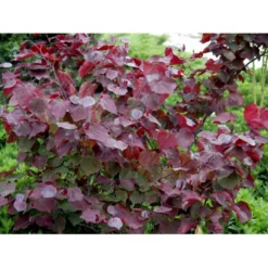 Judastræ 'Forest Pansy' Cercis Canadensis 'Forest Pansy' Potte 10 Liter 150-175 Cm. -GrønGlæde Salgsbutik mi4131 cercis canadensis forest pansy 8443
