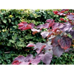 Judastræ 'Forest Pansy' Cercis Canadensis 'Forest Pansy' Potte 10 Liter 150-175 Cm. -GrønGlæde Salgsbutik mi4131 cercis canadensis forest pansy b108